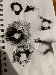 Coprinopsis atramentaria