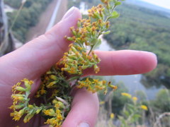 Solidago radula