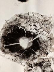 Coprinopsis atramentaria