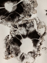 Coprinopsis atramentaria