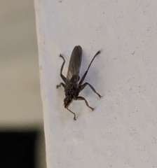 Pseudolynchia canariensis