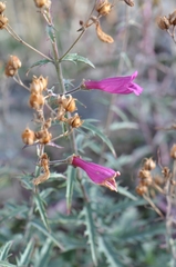 Penstemon richardsonii