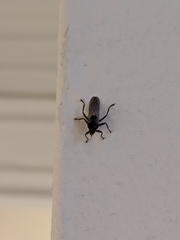 Pseudolynchia canariensis