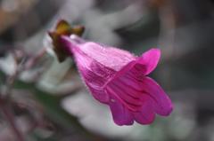 Penstemon richardsonii