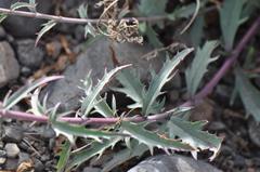 Penstemon richardsonii