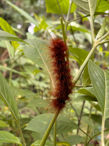 milky tiger moth