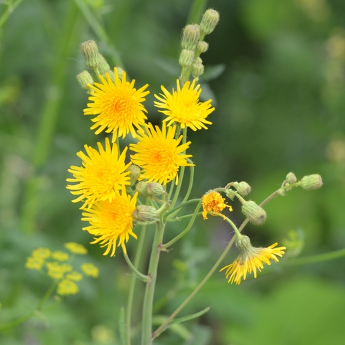 Sonchus arvensis
