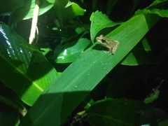 Craugastor raniformis