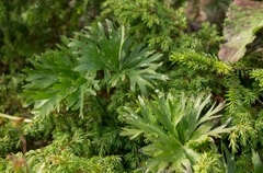 Anemonastrum biarmiense