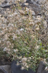 Brickellia oblongifolia