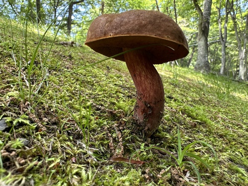 Neoboletus