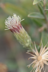 Brickellia oblongifolia