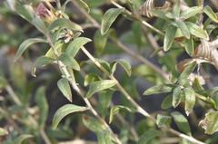 Brickellia oblongifolia