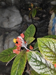 Basiliscus galeritus