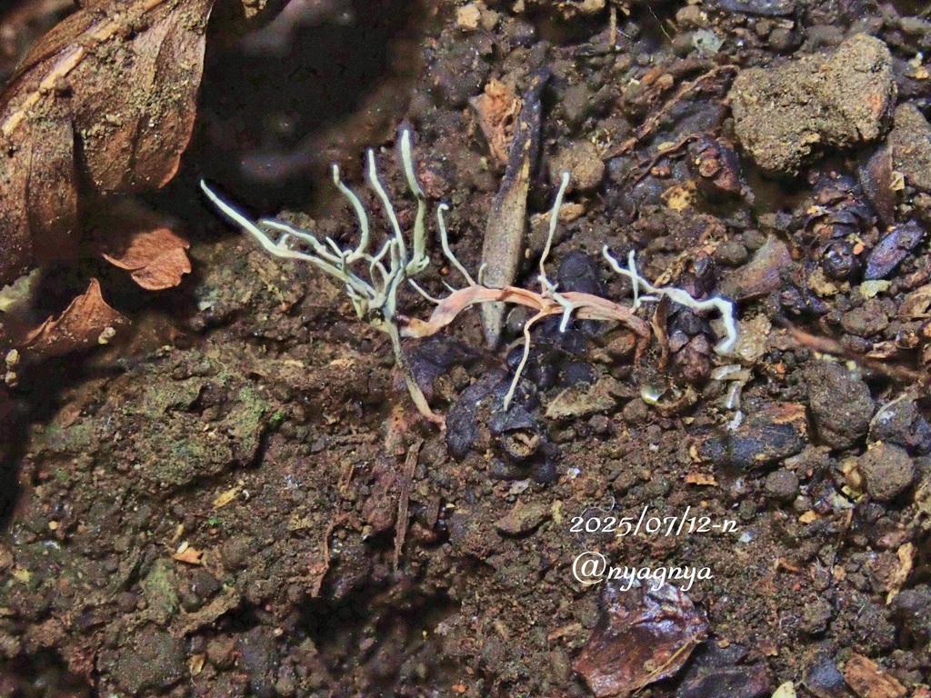 Metarhizium multisynnematum