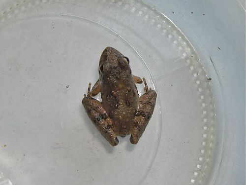 Acris blanchardi