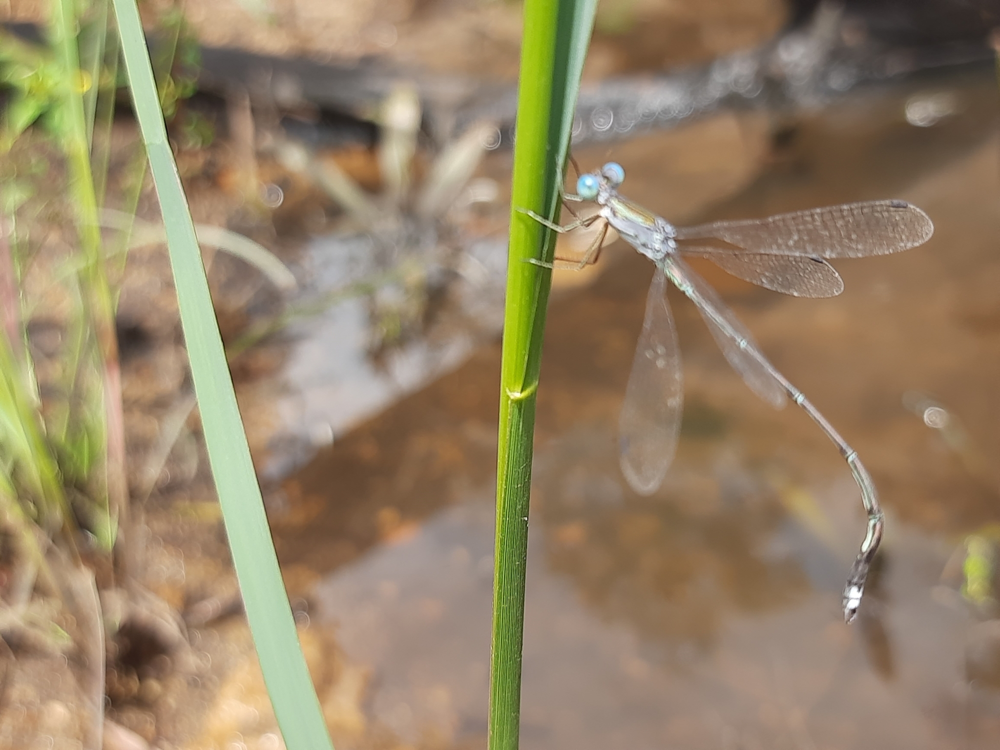 Emerald Spreadwing