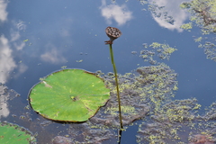 Nelumbo