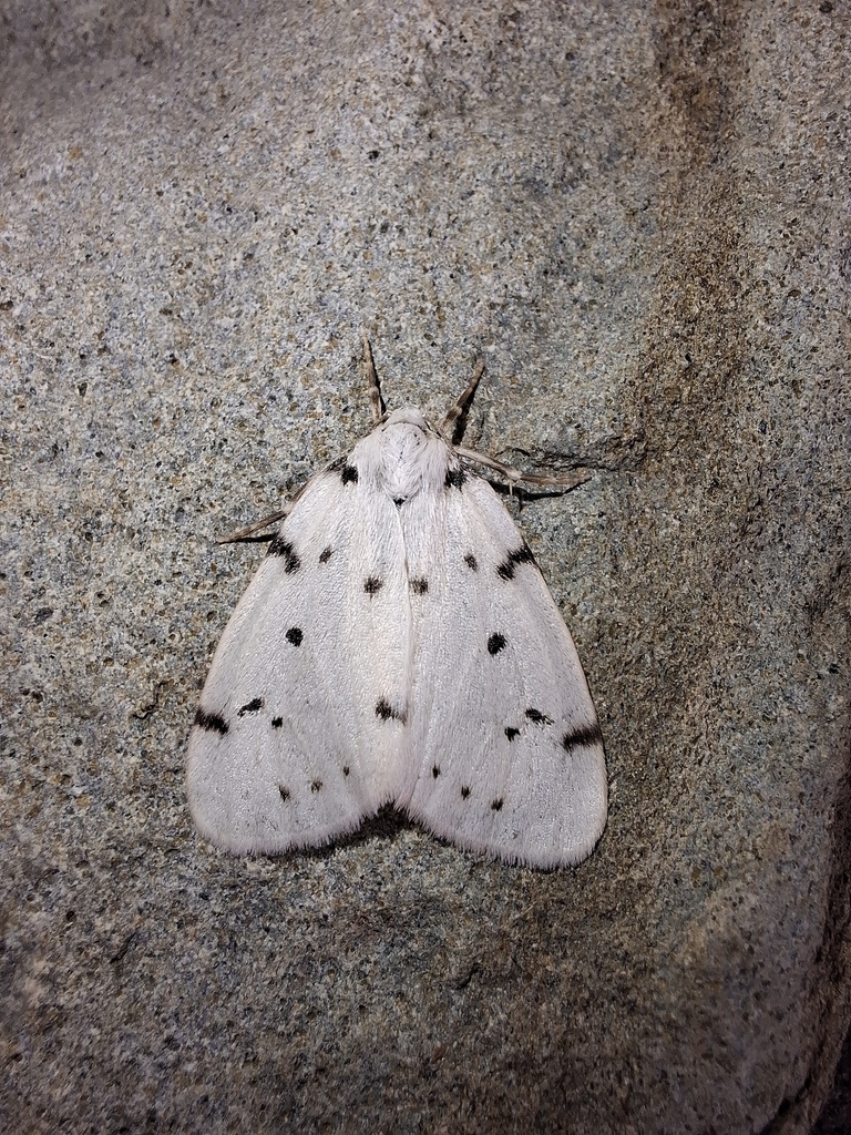 Paidia albescens
