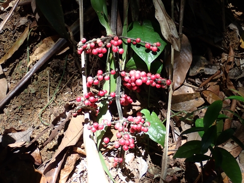 Hanguana rubinea (Hanguana rubinea)