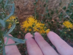 Ericameria cuneata