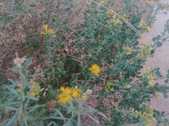 Ericameria cuneata