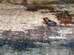 Diasporus