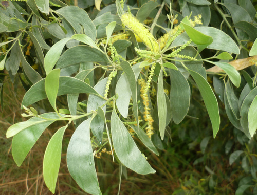 Acacia wetarensis (Acacia wetarensis)