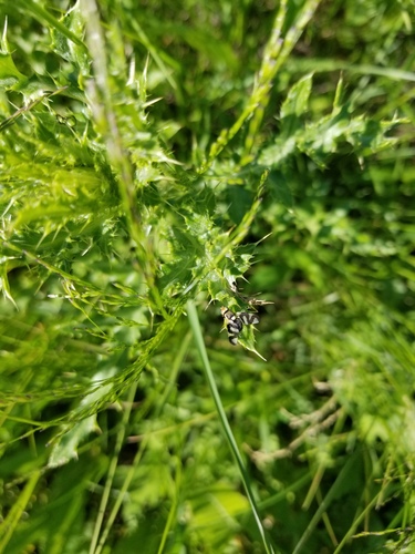 Thistle Stem Gall Fly photo 5
