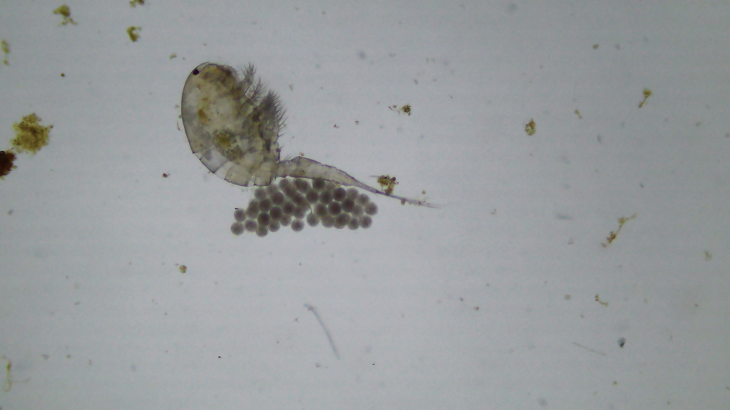 Diacyclops bicuspidatus bicuspidatus