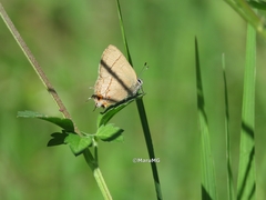 Electrostrymon hugon