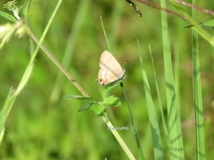 Electrostrymon hugon