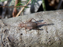 Arachnocephalus vestitus