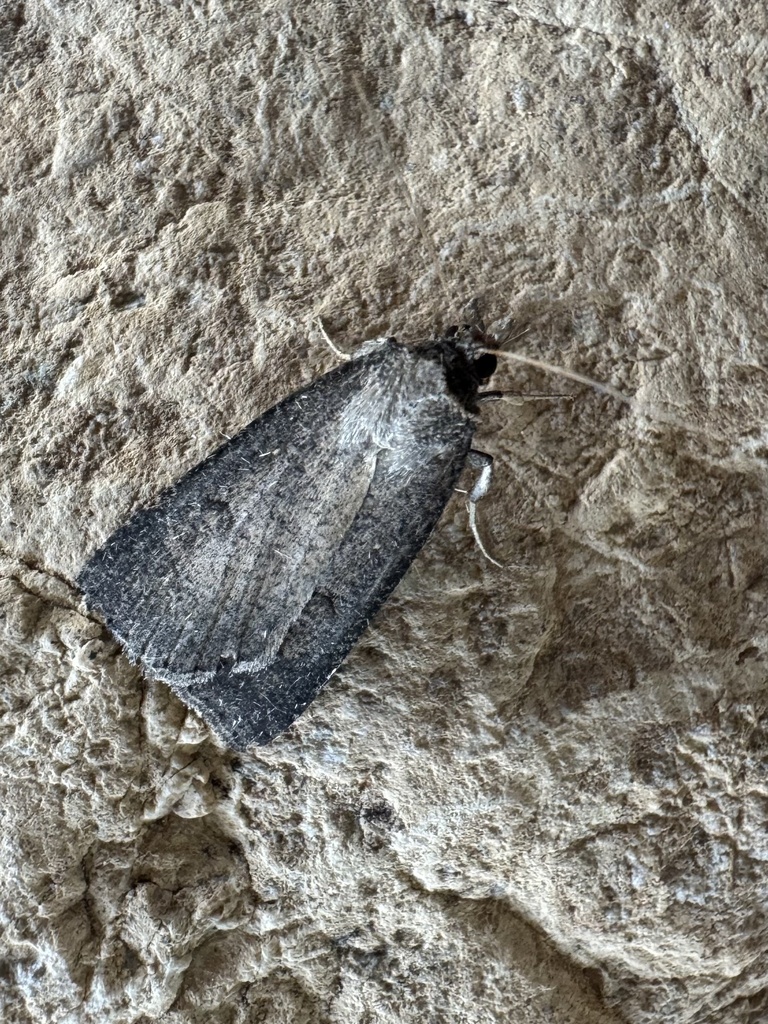 Lygephila frosya