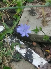 Cichorium intybus