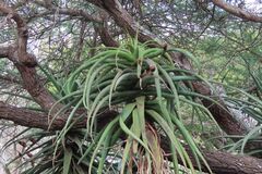 Aloe rupestris