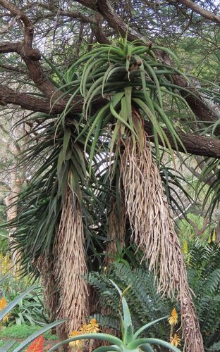 Aloe rupestris, photograph 1