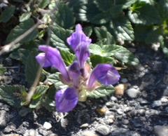 Scutellaria alpina