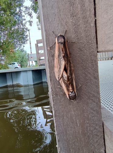 Privet Hawkmoth, 2034 JK Nederland, photo 8 of 10
