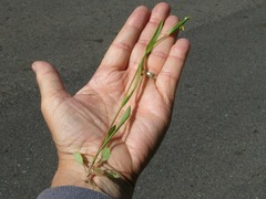 Krigia cespitosa cespitosa