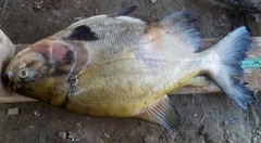 Colossoma macropomum