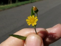 Krigia cespitosa cespitosa