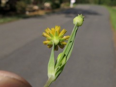Krigia cespitosa cespitosa