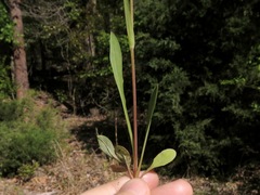 Krigia cespitosa cespitosa