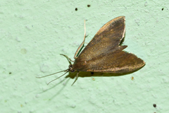 Pyrausta demantrialis