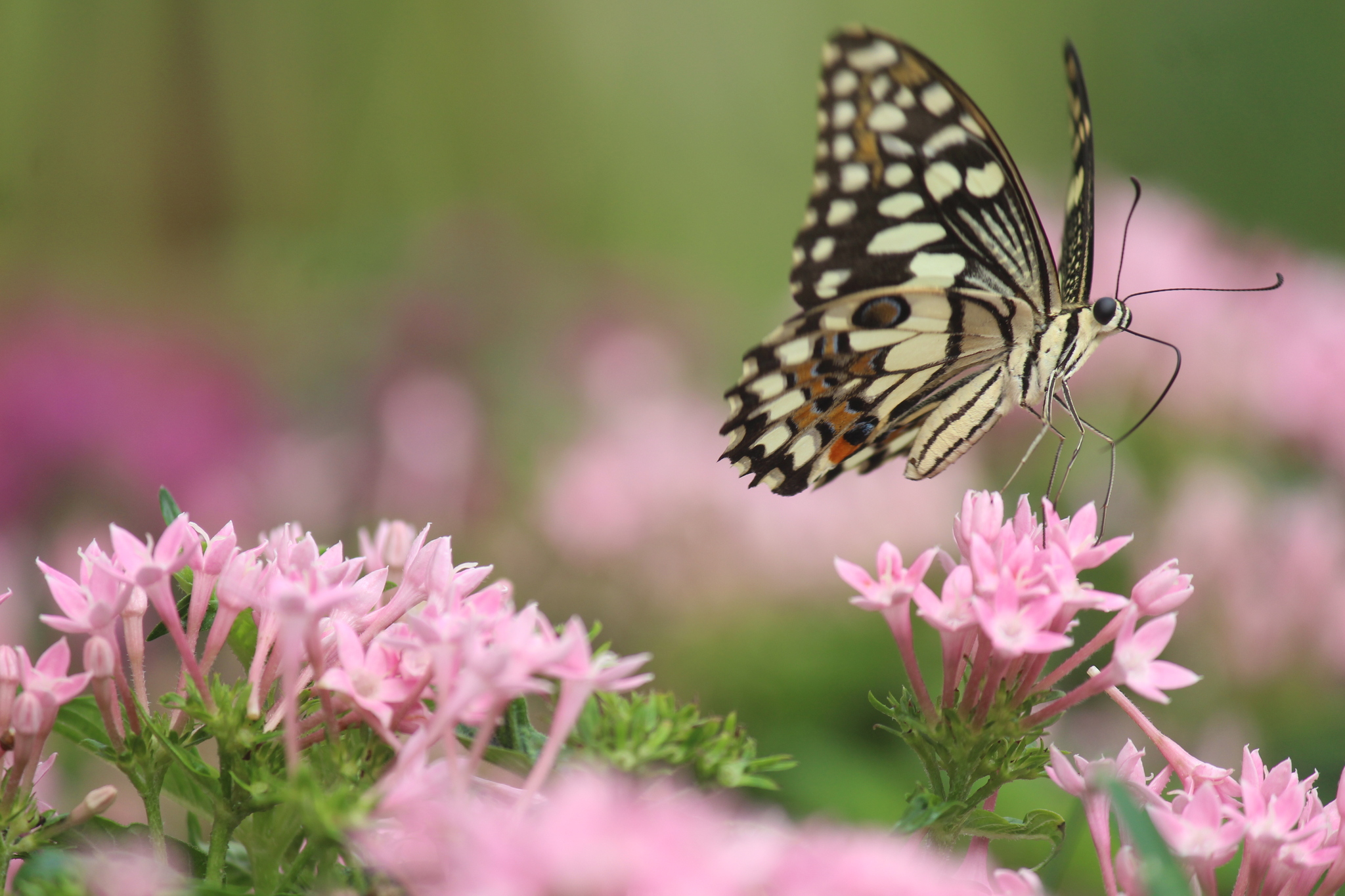 Lime Swallowtail