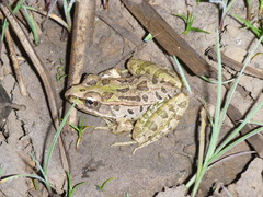 Lithobates lenca