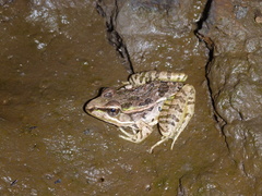 Lithobates lenca