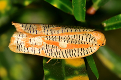 Templemania rhythmogramma