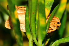 Templemania rhythmogramma